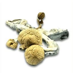 Golden Teacher dried shrooms