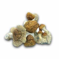 mexican dried magic mushrooms