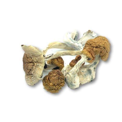 Mexican Cubensis Dried Magic Mushrooms Bite Size Canada