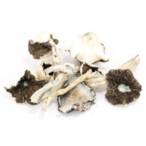 White Light Psilocybin mushrooms