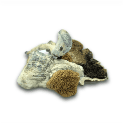 Dried Magic Shrooms