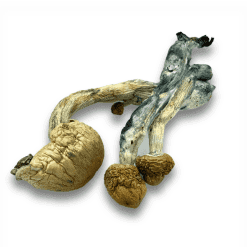 African transkei dried magic shrooms