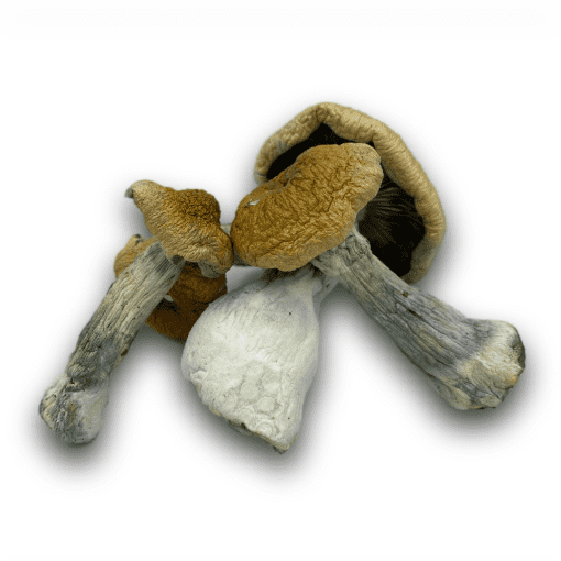 hillbilly dried magic mushrooms canada delivery