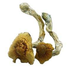 Tidal Wave Dried Shrooms
