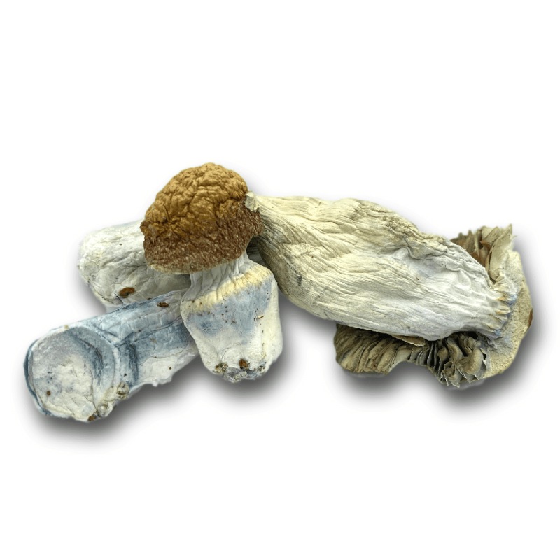 dried magic mushrooms