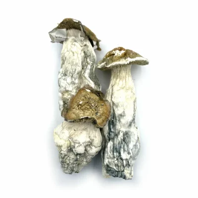 magic mushrooms