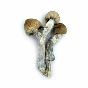 Trinity Cubensis Magic Mushroom