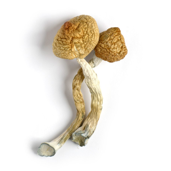 golden teacher dried mushrooms