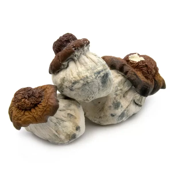 Bluey Vuitton Magic Mushrooms