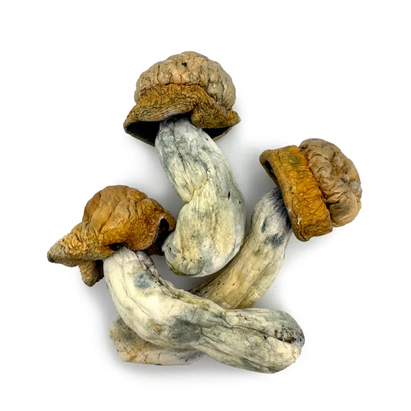 Makilla Gorilla Cubensis - Dried Magic Mushrooms