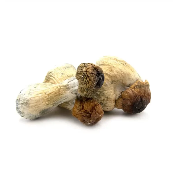 Trinity Dried Shrooms