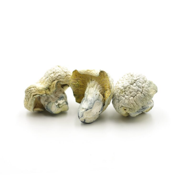 Albino Thai Lipa "Iceberg " - Psilocybin Cubensis
